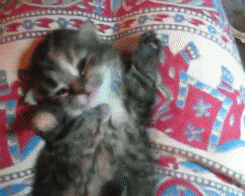 Name:  s00vHuz.gif
Hits: 109
Gre:  877,7 KB