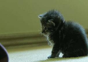 Name:  UaNm6fv.gif
Hits: 117
Gre:  1,39 MB