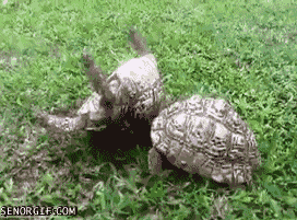 Name:  pJDRjRz.gif
Hits: 204
Gre:  1,89 MB