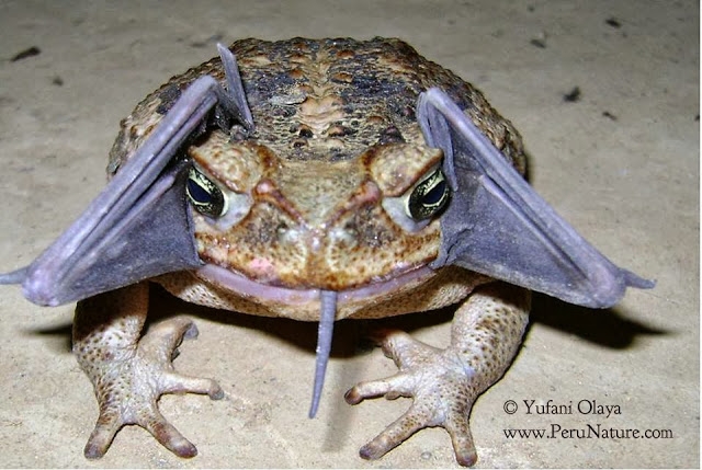 Name:  bizarre-picture-of-cane-toad-snacking-on-bat-creates-a-buzz.jpg
Hits: 152
Gre:  210,2 KB