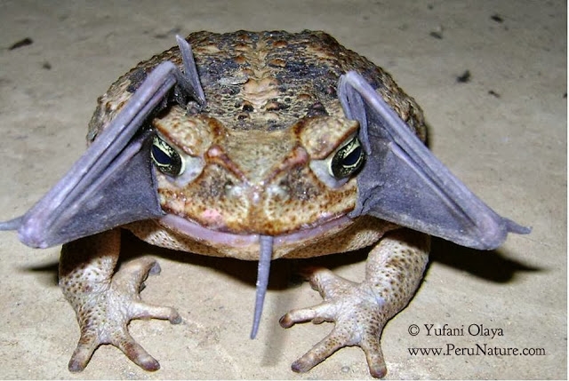 Name:  bizarre-picture-of-cane-toad-snacking-on-bat-creates-a-buzz.jpg
Hits: 156
Gre:  210,2 KB