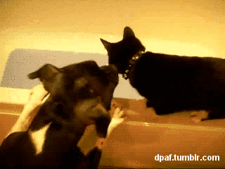 Name:  0O1xC0s.gif
Hits: 110
Gre:  865,7 KB