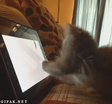 Name:  gif-cats-884728.gi.gif
Hits: 110
Gre:  2,00 MB