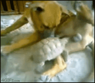 Name:  KipwxNx.gif
Hits: 113
Gre:  1,99 MB