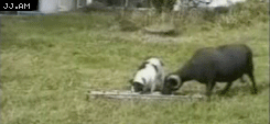 Name:  spFoyfR.gif
Hits: 116
Gre:  1,97 MB