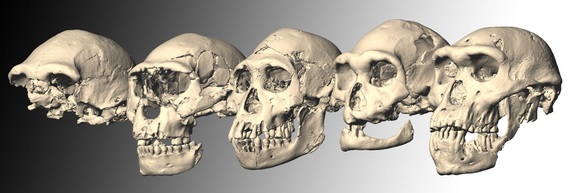 Name:  dmanisi-skulls-9.jpg
Hits: 226
Gre:  47,8 KB