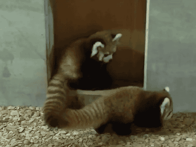 Name:  tumblr_mtncvvw9Hh1s2ke81o1_400.gif
Hits: 117
Gre:  2,00 MB