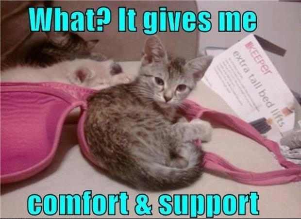 Name:  Cute-kitten-in-bra-resizecrop--.jpg
Hits: 128
Gre:  27,2 KB