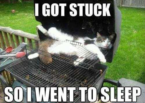 Name:  Funny-cat-picture-I-got-stuck-resizecrop--.jpg
Hits: 121
Gre:  33,4 KB