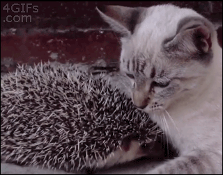 Name:  Cat-cuddles-hedgehog.gif
Hits: 168
Gre:  1,99 MB