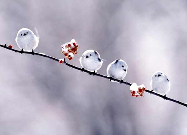 Name:  cute_round_birds.jpg
Hits: 175
Gre:  11,7 KB