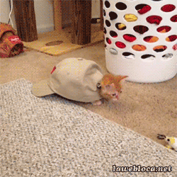 Name:  fG52LQn.gif
Hits: 156
Gre:  1,71 MB
