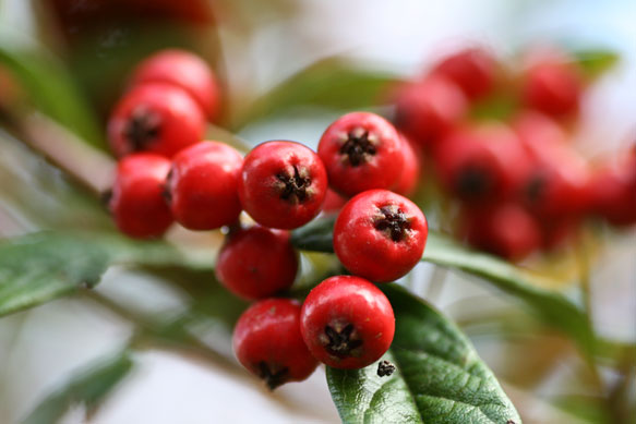 Name:  Vogelbeeren-im-Garten.jpg
Hits: 81
Gre:  38,0 KB