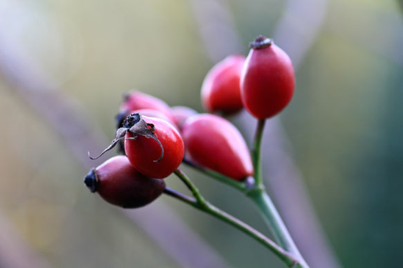 Name:  hagebutten-im-herbst.jpg
Hits: 79
Gre:  22,7 KB