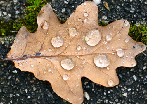 Name:  Herbstblatt-mit-Wassertropfen.jpg
Hits: 80
Gre:  68,1 KB