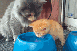 Name:  96Mz1WX.gif
Hits: 137
Gre:  1,32 MB