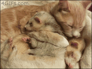Name:  IPUV4Pd.gif
Hits: 119
Gre:  1,99 MB