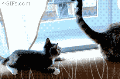 Name:  14.gif
Hits: 156
Gre:  1.021,7 KB