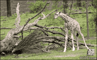 Name:  vsOGpvX.gif
Hits: 108
Gre:  1.023,0 KB