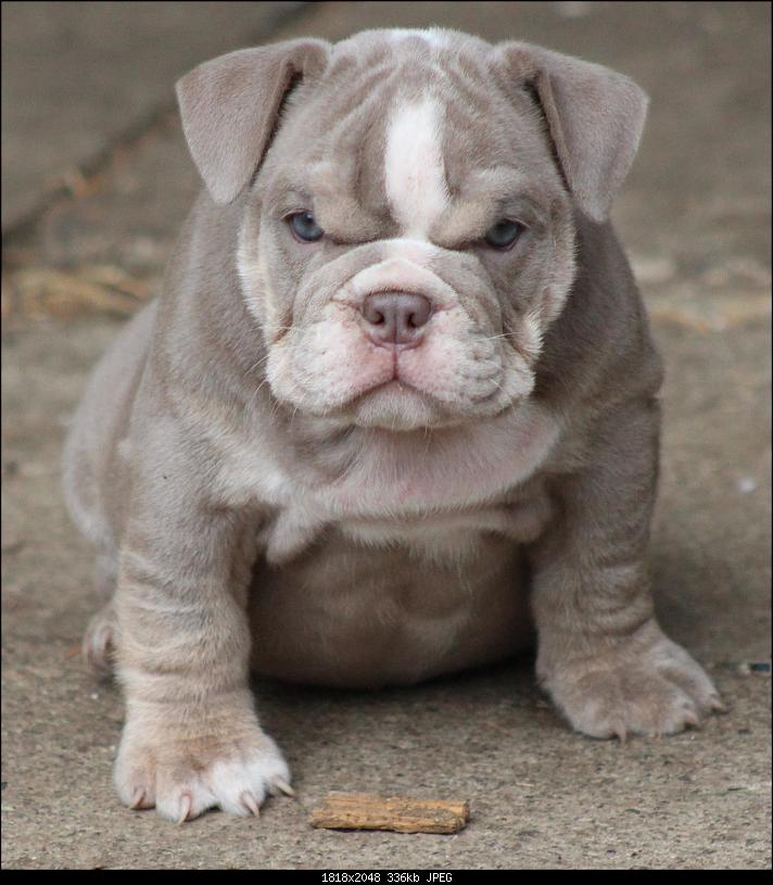 Klicken Sie auf die Grafik fr eine grere Ansicht 

Name:	english-bulldog-puppy-for-sale.jpg 
Hits:	272 
Gre:	335,8 KB 
ID:	12275