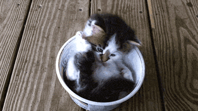 Name:  FnMAZ84.gif
Hits: 278
Gre:  1,60 MB