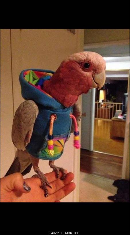 Klicken Sie auf die Grafik fr eine grere Ansicht 

Name:	rCoolmO.jpg 
Hits:	141 
Gre:	41,0 KB 
ID:	12507