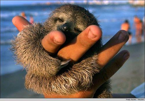Name:  sloth.jpg
Hits: 136
Gre:  35,3 KB