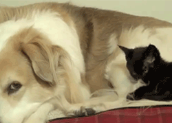 Name:  BgL1tP5.gif
Hits: 140
Gre:  951,6 KB