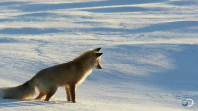 Name:  gWKJKdD.gif
Hits: 407
Gre:  1,96 MB
