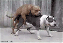 Name:  Vr7jNGo.gif
Hits: 144
Gre:  1.017,2 KB