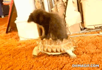 Name:  eo14wpq.gif
Hits: 178
Gre:  1,73 MB