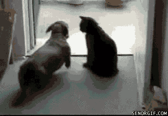 Name:  c47mckx.gif
Hits: 163
Gre:  1,81 MB