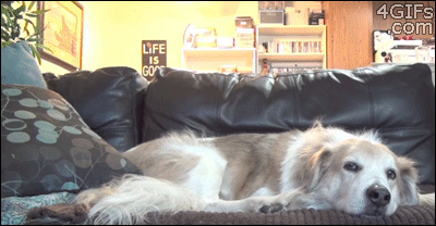 Name:  tbib-8565e0bdb0f2e1a28bc1488e53360ad94737f724.gif
Hits: 158
Gre:  1,92 MB