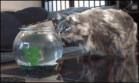 Name:  zDI6Hiy.gif
Hits: 129
Gre:  1,98 MB