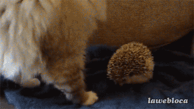 Name:  aKtNIYx.gif
Hits: 157
Gre:  1,84 MB