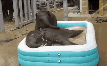 Name:  GESr9Ui.gif
Hits: 143
Gre:  1,93 MB