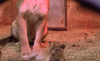 Name:  JLyAKvK.gif
Hits: 242
Gre:  1,70 MB