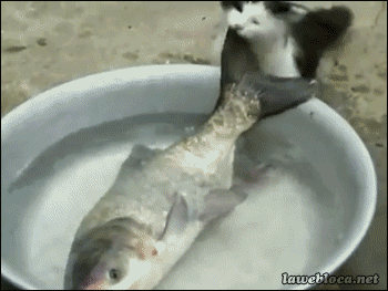 Name:  8Blg8Gh.gif
Hits: 165
Gre:  1,95 MB
