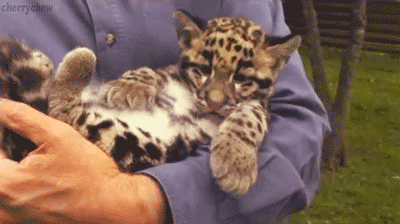 Name:  009-funny-animal.gif
Hits: 193
Gre:  975,7 KB