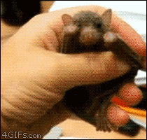 Name:  Baby-bat-yawns.gif
Hits: 174
Gre:  1.011,9 KB