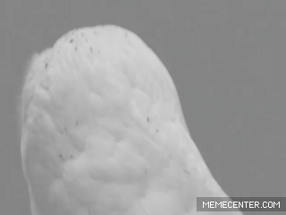 Name:  VmjgAWC.gif
Hits: 422
Gre:  785,7 KB