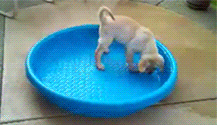 Name:  tumblr_mzq54kcqPi1qj30m9o9_250.gif
Hits: 443
Gre:  1.005,8 KB