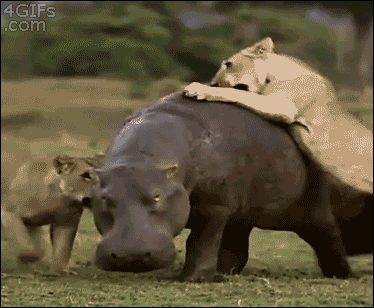 Name:  BgbQZ76.gif
Hits: 195
Gre:  2,00 MB
