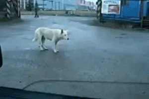 Name:  e5FtpWs.gif
Hits: 176
Gre:  1,48 MB