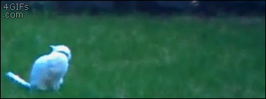 Name:  ed752jy.gif
Hits: 166
Gre:  2,00 MB