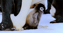 Name:  PXgHEhu.gif
Hits: 137
Gre:  872,5 KB