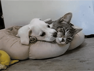 Name:  You Bite Me, I Bite You!.gif
Hits: 168
Gre:  1,82 MB
