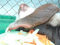 Name:  5f1TfPv.gif
Hits: 123
Gre:  1,32 MB