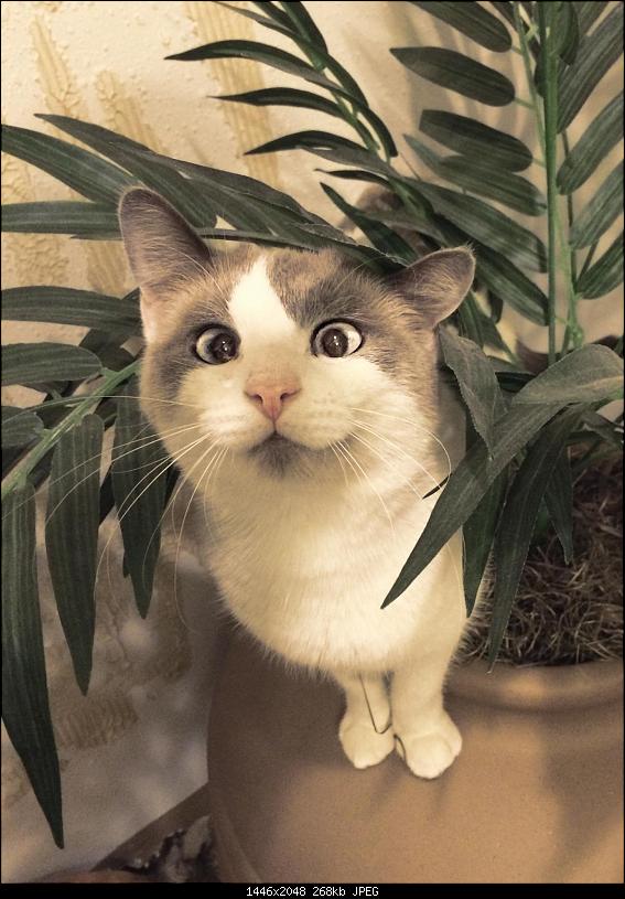 Klicken Sie auf die Grafik fr eine grere Ansicht 

Name:	lIBNyUw.jpg 
Hits:	205 
Gre:	267,9 KB 
ID:	13503
