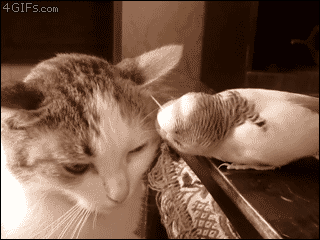 Name:  original-3.gif
Hits: 138
Gre:  1.020,0 KB